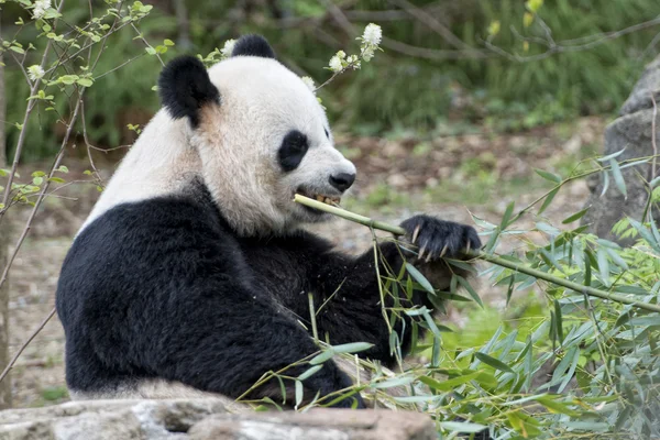 Panda géant tout en mangeant du bambou — Photo