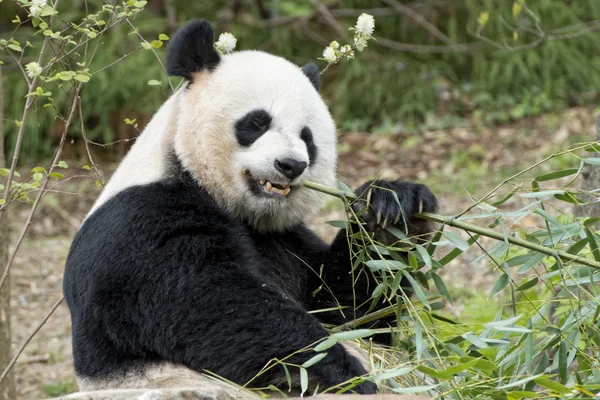 Riesenpanda beim Bambusessen — Stockfoto