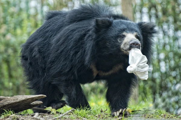 Bradipo nero asiatico orso — Foto Stock