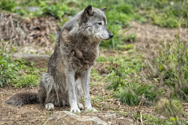 Grijze wolf terwijl op zoek naar jou — Stockfoto