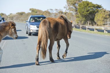 Assateague atı vahşi pony anne ve yavrusu 
