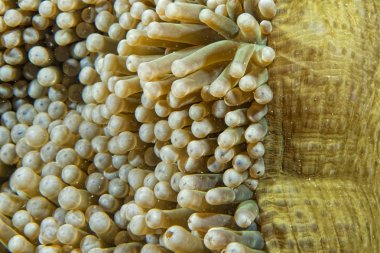 Yeşil anemone tentacles detay