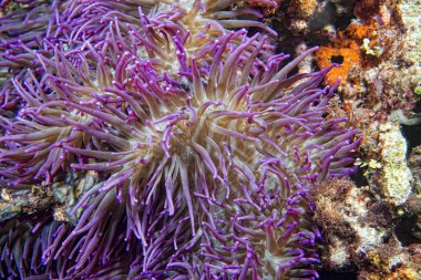 Menekşe anemone tentacles detay