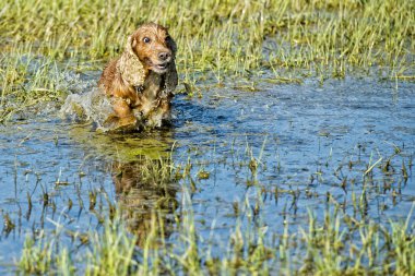 köpek yavrusu yavru horoz İspanyol suda oynamak