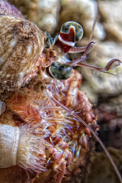 Uma macro olho de caranguejo eremita colorido — Fotografia de Stock