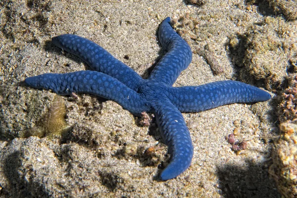 Uma estrela azul do mar pendurada no recife — Fotografia de Stock