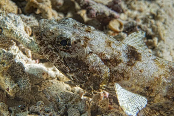 Färgglada ödla fisk på revet stenar — Stockfoto