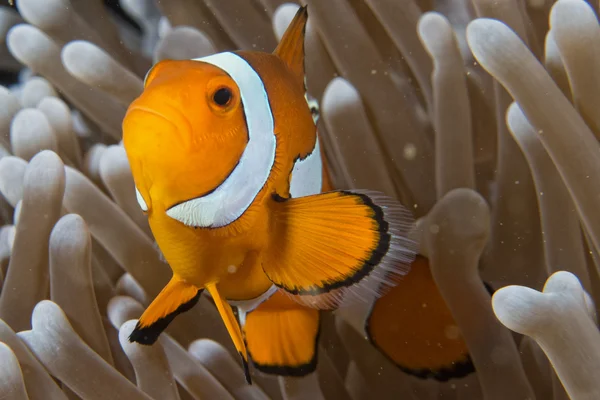 Clown fish while looking at you from anemone — Stock Photo, Image