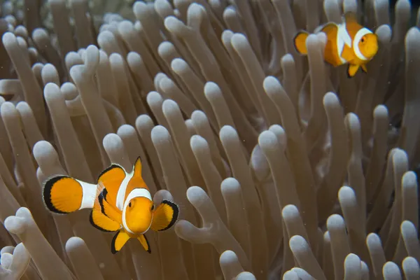 Clown fish while looking at you from anemone — Stock Photo, Image