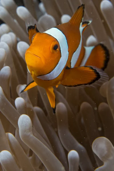 Clown fisk medan du tittar på dig från anemone — Stockfoto