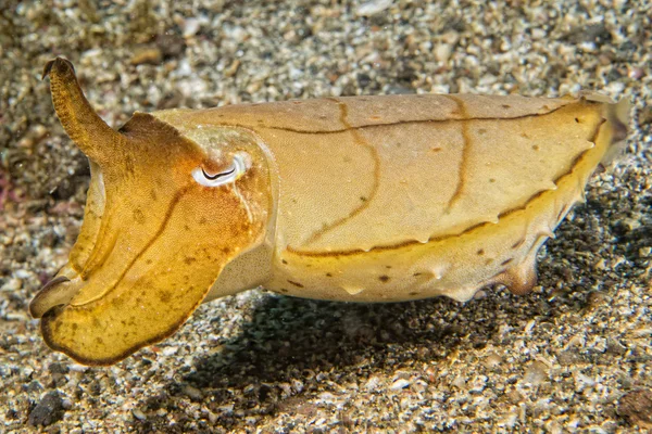 Squid cuttlefish underwater on black lava sand much dive — Stock Photo, Image