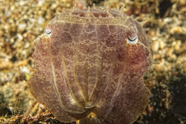 Bläckfisk bläckfisk under vattnet på svart lava sand mycket dyk — Stockfoto