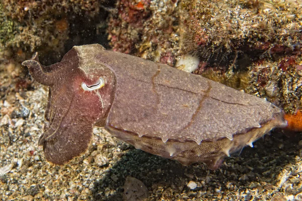 Seppie di calamaro sott'acqua su sabbia lavica nera molta immersione — Foto Stock