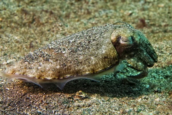 Cuttlefish lula subaquática em areia de lava preta muito mergulho — Fotografia de Stock