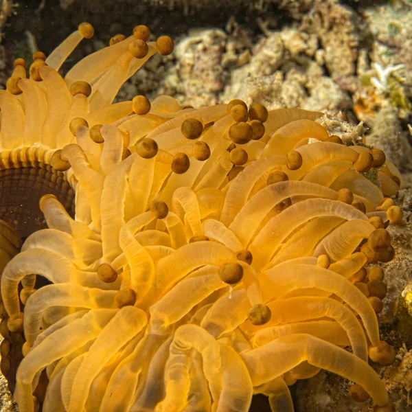 Detalhe de tentáculos de anêmona amarelo e marrom — Fotografia de Stock