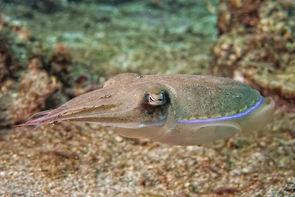 Seppie di calamaro sott'acqua su sabbia lavica nera molta immersione — Foto Stock