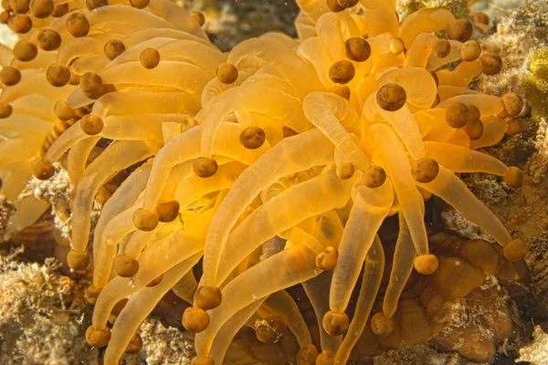 Detalhe de tentáculos de anêmona amarelo e marrom — Fotografia de Stock