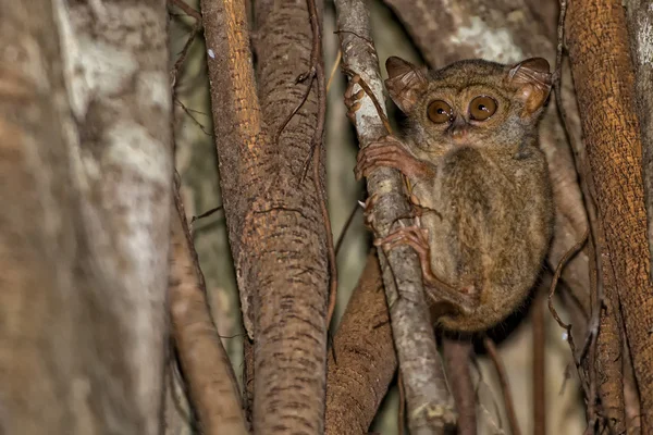 Маленькая ночная обезьянка Тарсия — стоковое фото