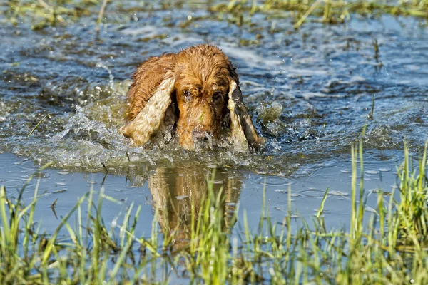 Štěně pes kokršpaněl hraní ve vodě — Stock fotografie