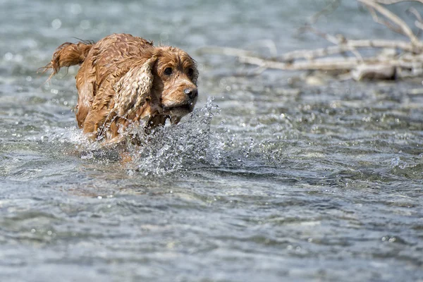 Cachorro cocker spaniel jugando en el agua — Foto de Stock