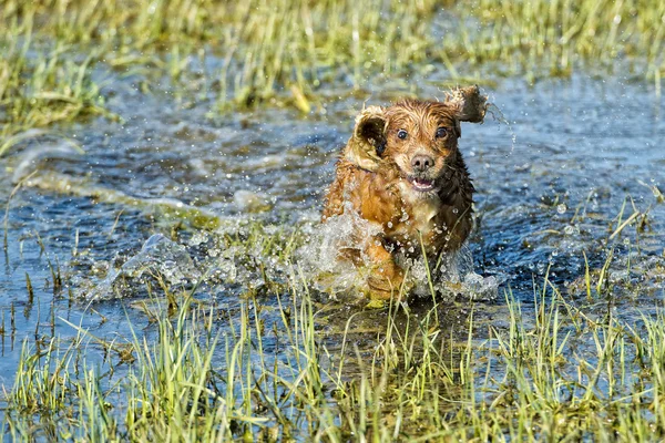 Perro cachorro cocker spaniel jugando en el agua —  Fotos de Stock