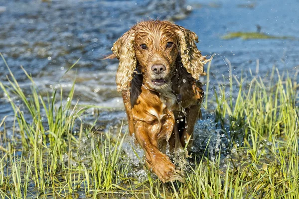 Štěně pes kokršpaněl hraní ve vodě — Stock fotografie