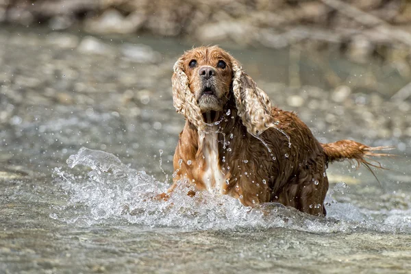 Cucciolo cocker spaniel giocare in acqua — Foto Stock