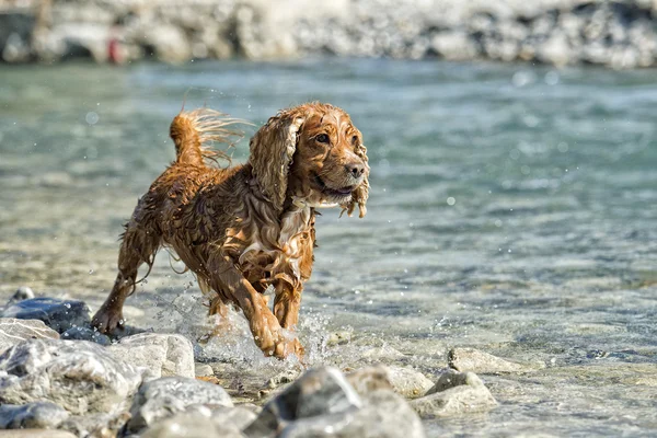 Cachorro cocker spaniel jugando en el agua — Foto de Stock