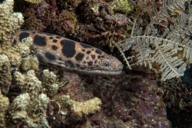 leopar yılan balığı mooray portresi