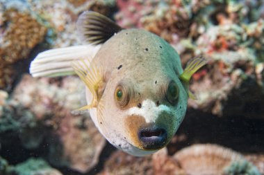 colorful ball puffer fish on the reef background clipart