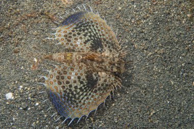 dactylopterus volitans uçan balık