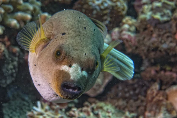 Colorato palla puffer pesce sullo sfondo della barriera corallina — Foto Stock
