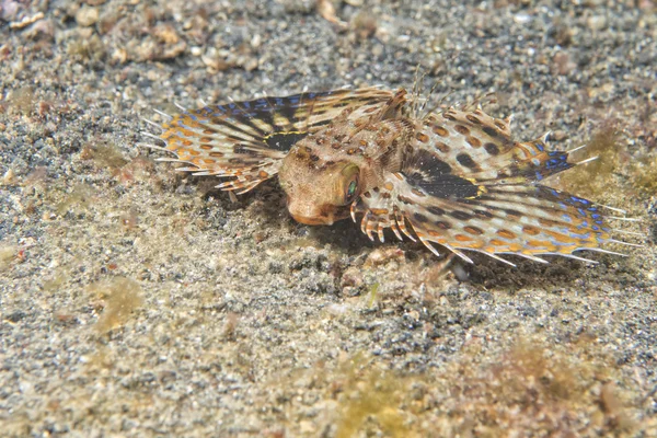 Dactylopterus volitans peixes voadores — Fotografia de Stock