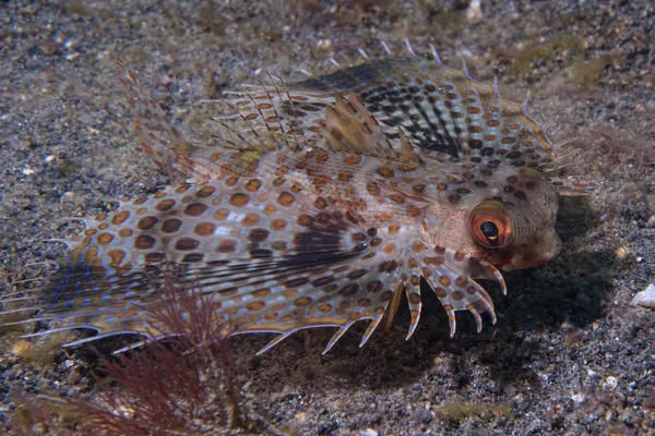 Dactylopterus volitans uçan balık — Stok fotoğraf