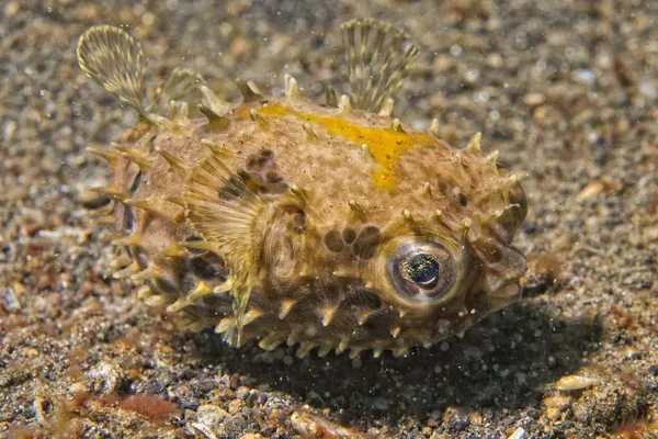 Gelber junger Kugelfisch — Stockfoto