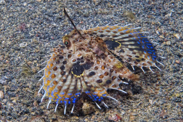 Dactylopterus volitans repülő hal — Stock Fotó