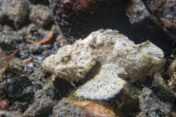 White scorpion fish — Stock Photo, Image