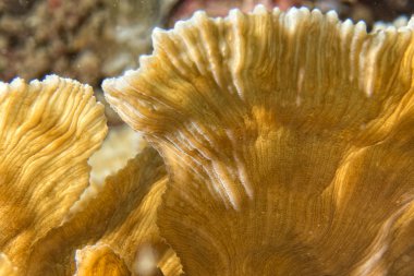 Endonezya'da dalış yaparken sert mercan makro detay