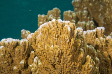 Endonezya'da dalış yaparken sert mercan makro detay