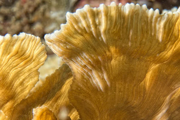 Hard coral macro detail while diving in Indonesia — Stock Photo, Image