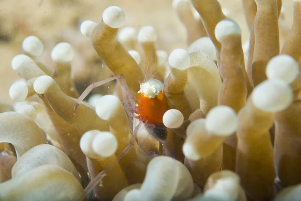 Красочные поп-кукурузные креветки на красном мягком коралловом макро — стоковое фото