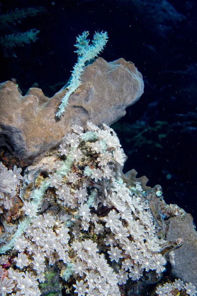 인도네시아에서 다이빙 하는 동안 하드 산호 매크로 정보 — 스톡 사진