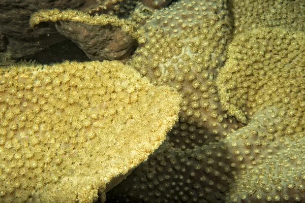 同时在印度尼西亚潜水的硬珊瑚宏详细 — 图库照片