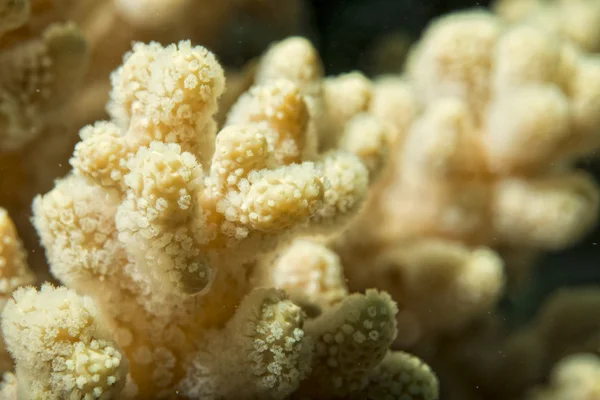 Detalhe macro coral duro enquanto mergulha na Indonésia — Fotografia de Stock