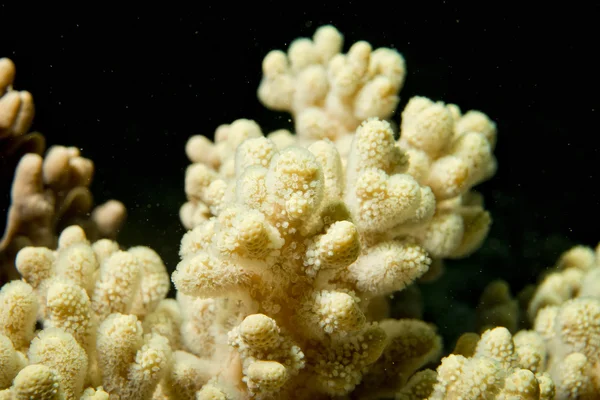 Hård koral makro detaljer, mens dykning i Indonesien - Stock-foto
