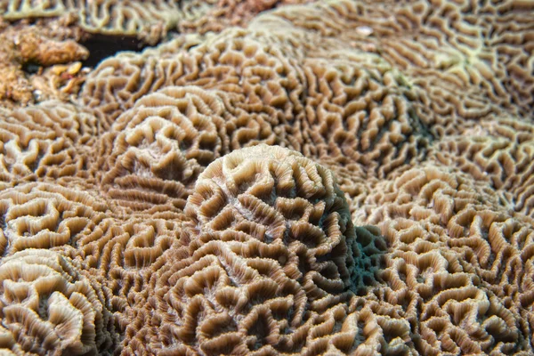 Detalhe macro coral duro enquanto mergulha na Indonésia — Fotografia de Stock