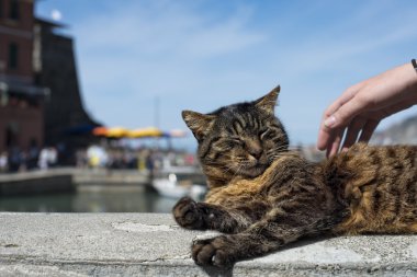 vernazza limanda istirahat ederken kedi
