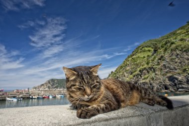 vernazza limanda istirahat ederken kedi