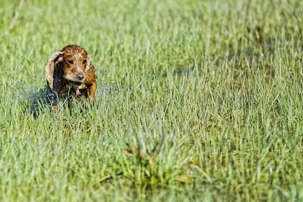 Pies szczeniak cocker spaniel bawiące się w wodzie — Zdjęcie stockowe