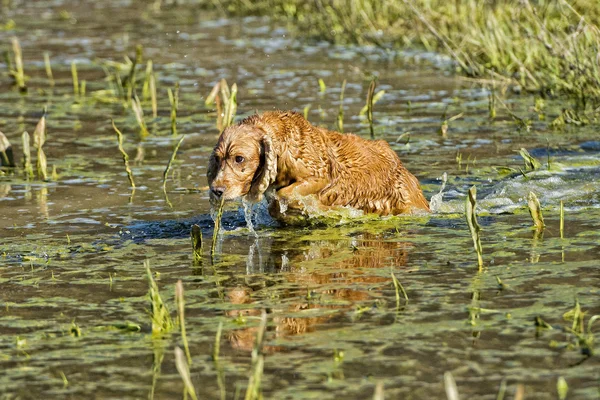 Cão Filhote de cachorro cocker spaniel jogando na água — Fotografia de Stock